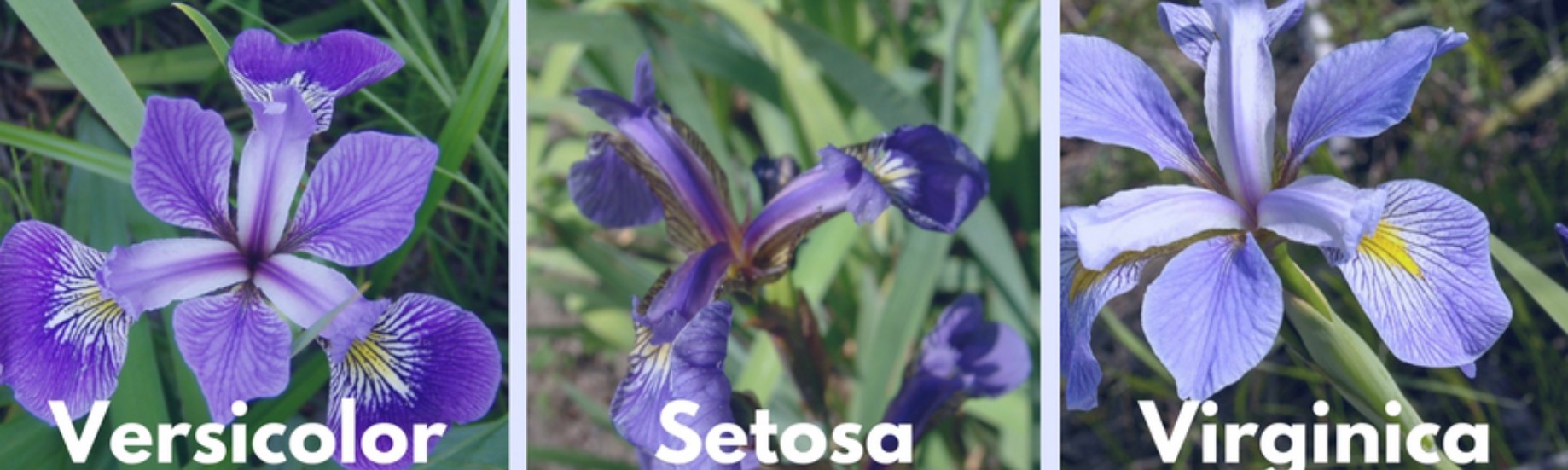 Iris Classes